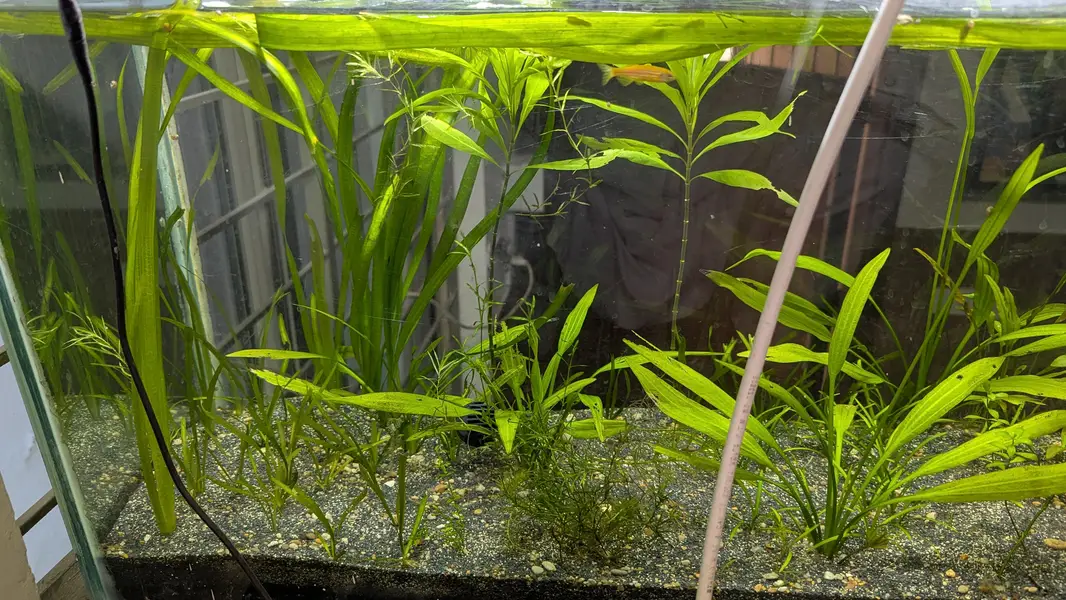  Healthy Planted Aquarium Plants for Sale  — photo 9