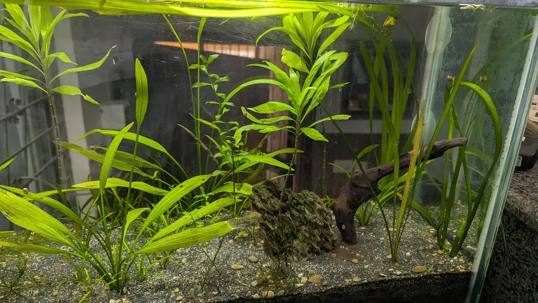  Healthy Planted Aquarium Plants for Sale  — photo 10