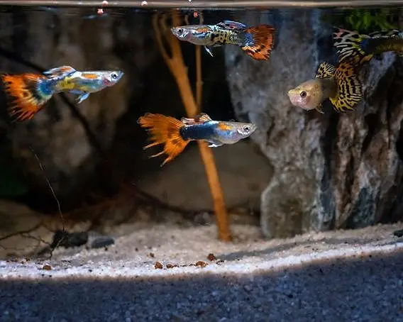 Guppy Fish Available
