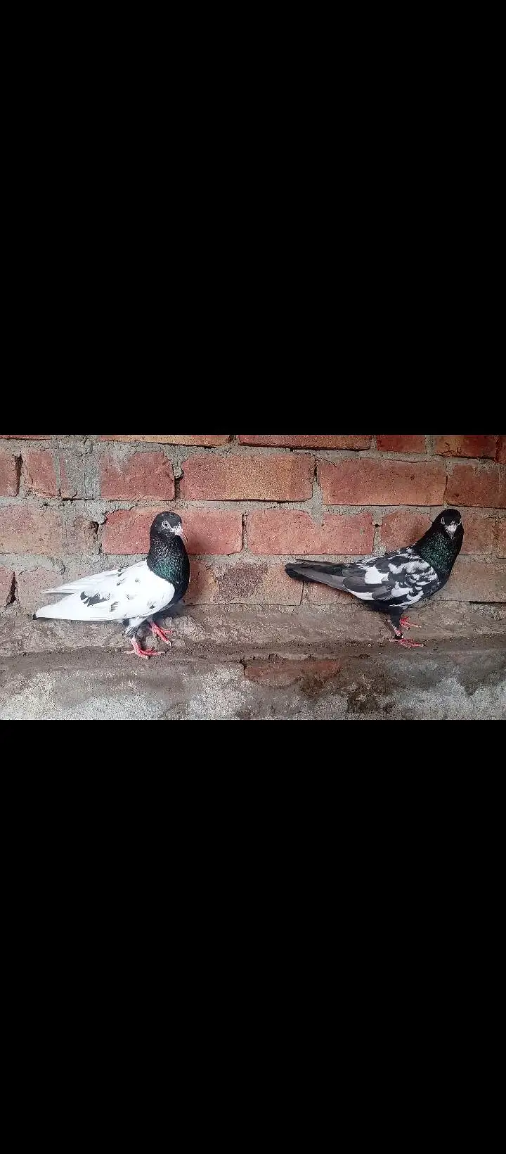 Rampuri Old bloodline pair — photo 3