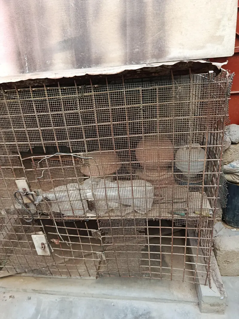 Hen Cage for sell — photo 2