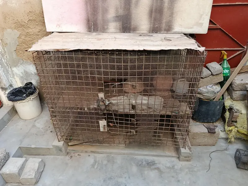 Hen Cage for sell — photo 4