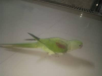 Raw Alexander parrot
