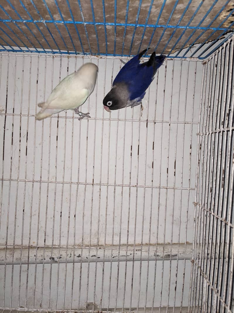 breeder pair 0