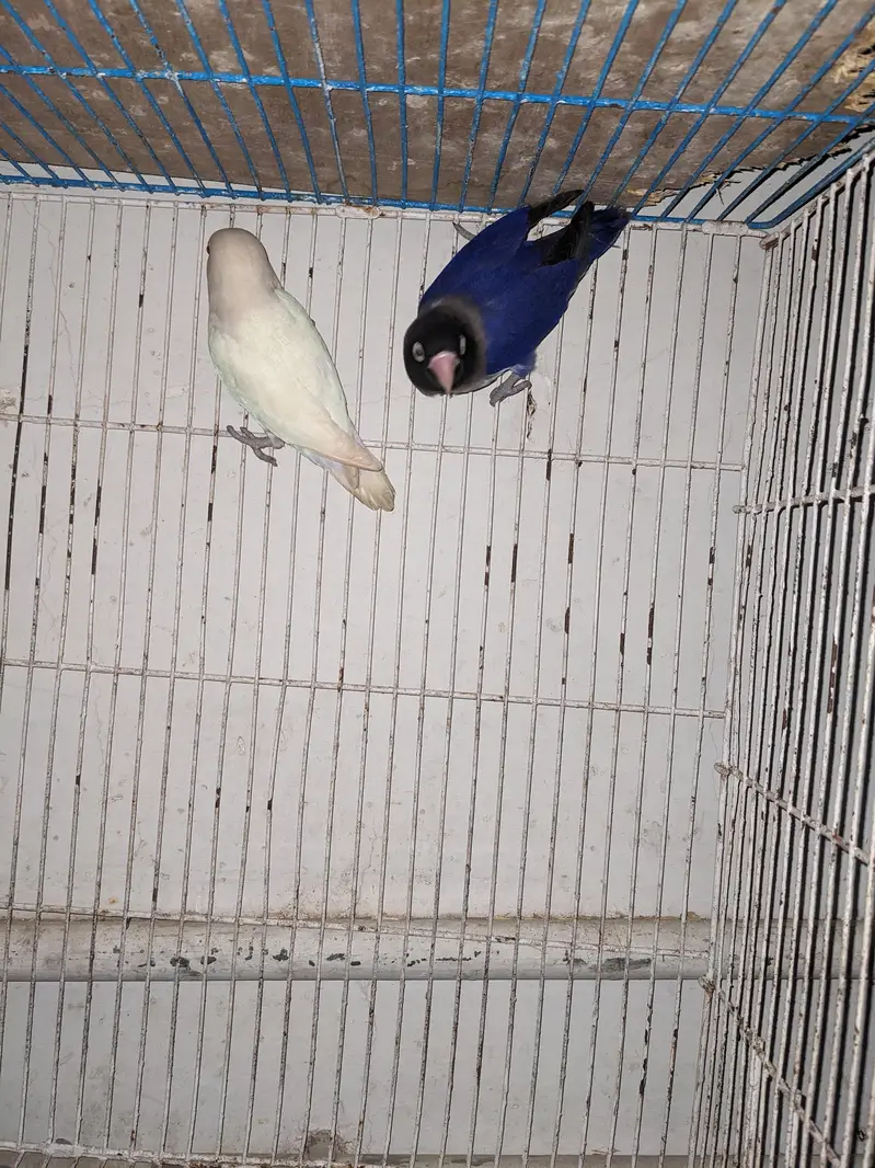 breeder pair — photo 2