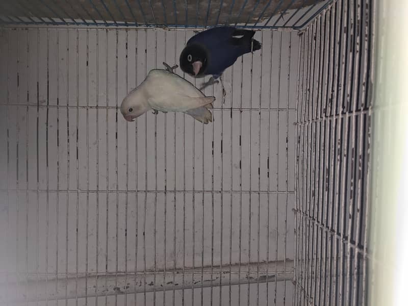 breeder pair 2