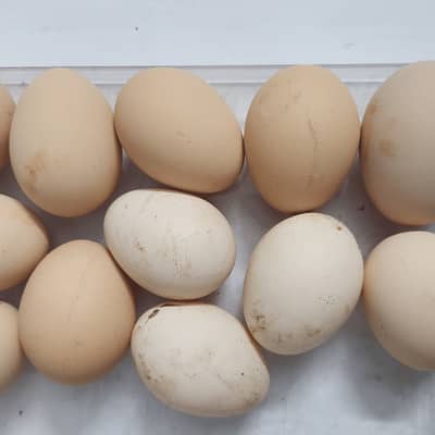 Pure Desi eggs