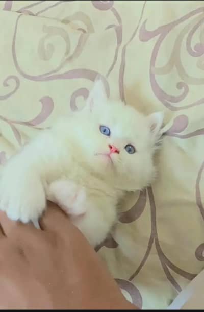 Persian Bule Eyes
