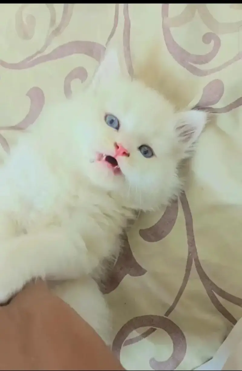 Persian Bule Eyes — photo 2