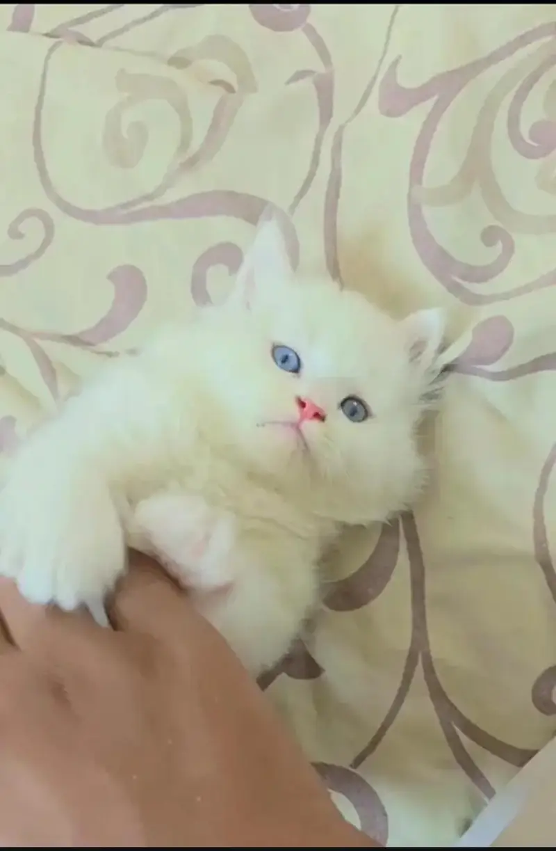 Persian Bule Eyes — photo 3