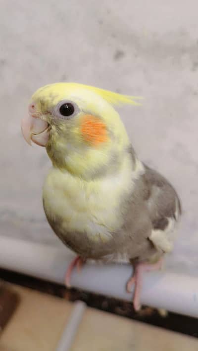 Hand Tame Cockatiel Parrot | Self Fly Trained | Healthy & Friendly 