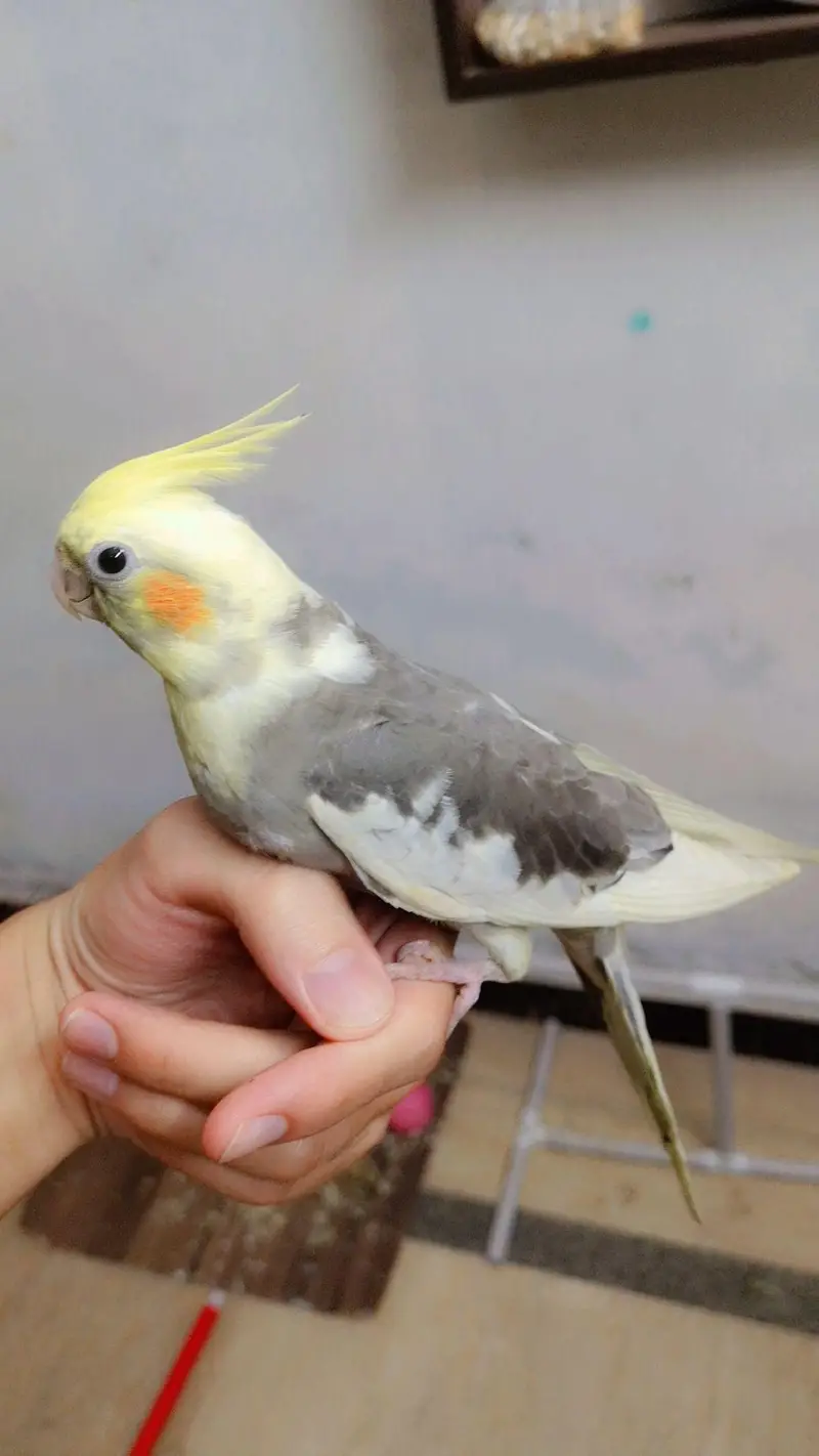 Hand Tame Cockatiel Parrot | Self Fly Trained | Healthy & Friendly  — photo 2