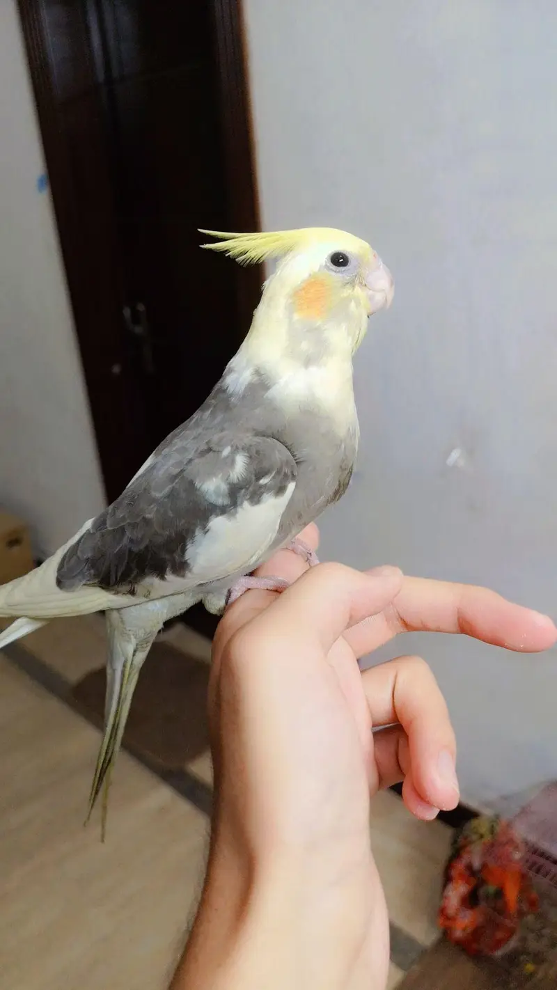 Hand Tame Cockatiel Parrot | Self Fly Trained | Healthy & Friendly  — photo 3