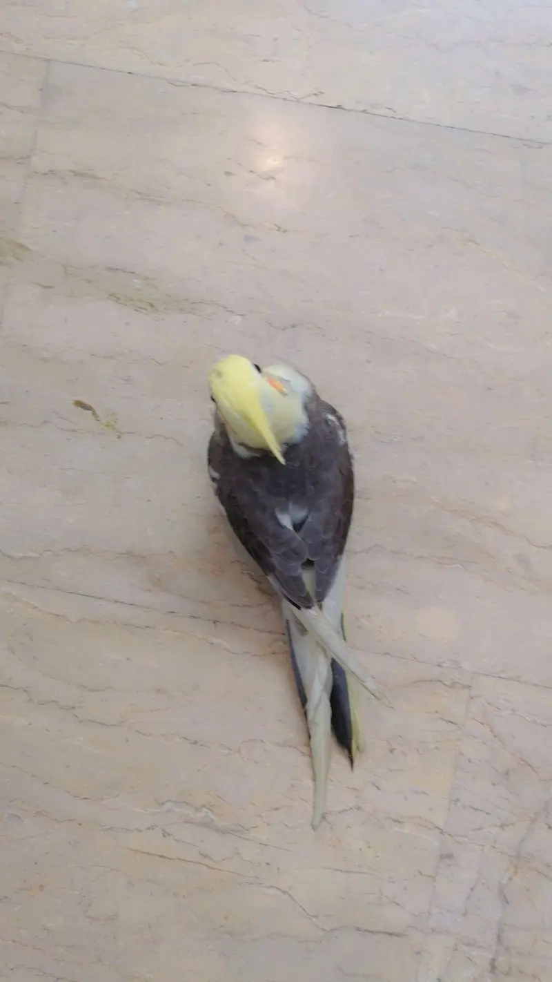 Hand Tame Cockatiel Parrot | Self Fly Trained | Healthy & Friendly  — photo 4