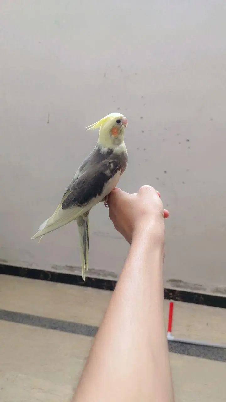 Hand Tame Cockatiel Parrot | Self Fly Trained | Healthy & Friendly  — photo 5