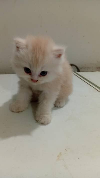 persian cat