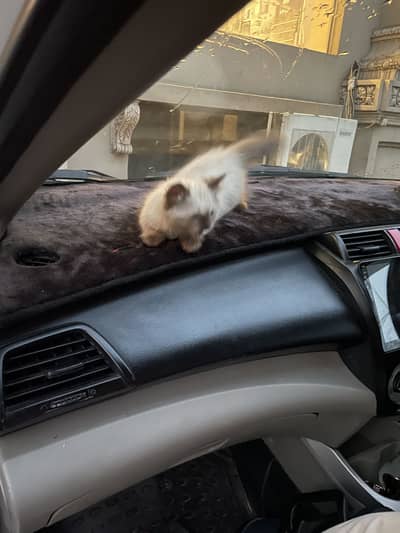 Himaliyan cat for sale, 2 months old