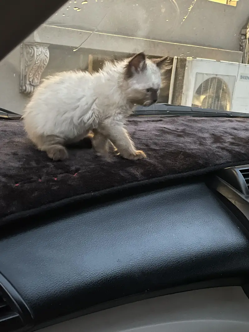 Himaliyan cat for sale, 2 months old — photo 2