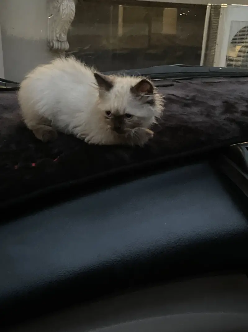 Himaliyan cat for sale, 2 months old — photo 3
