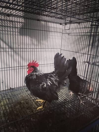 black japanese bantam pair