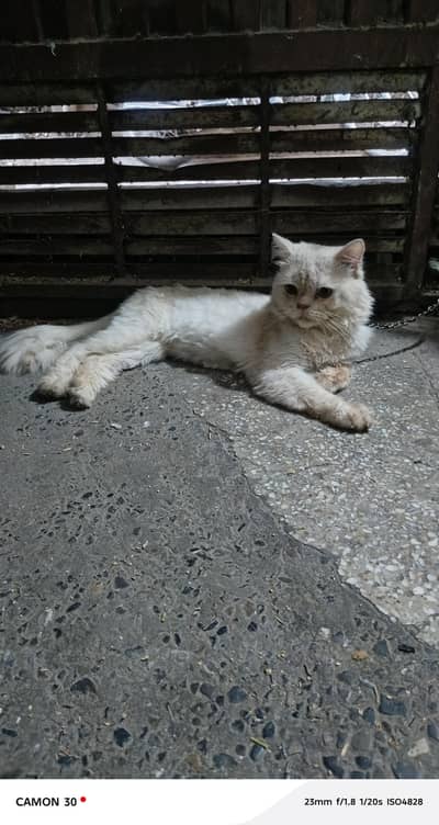 persian male cat