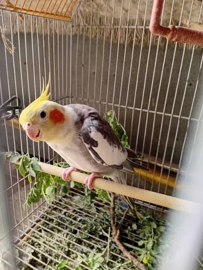 Grey Pied Cockatiel Pair with Cage for Sale – Karachi