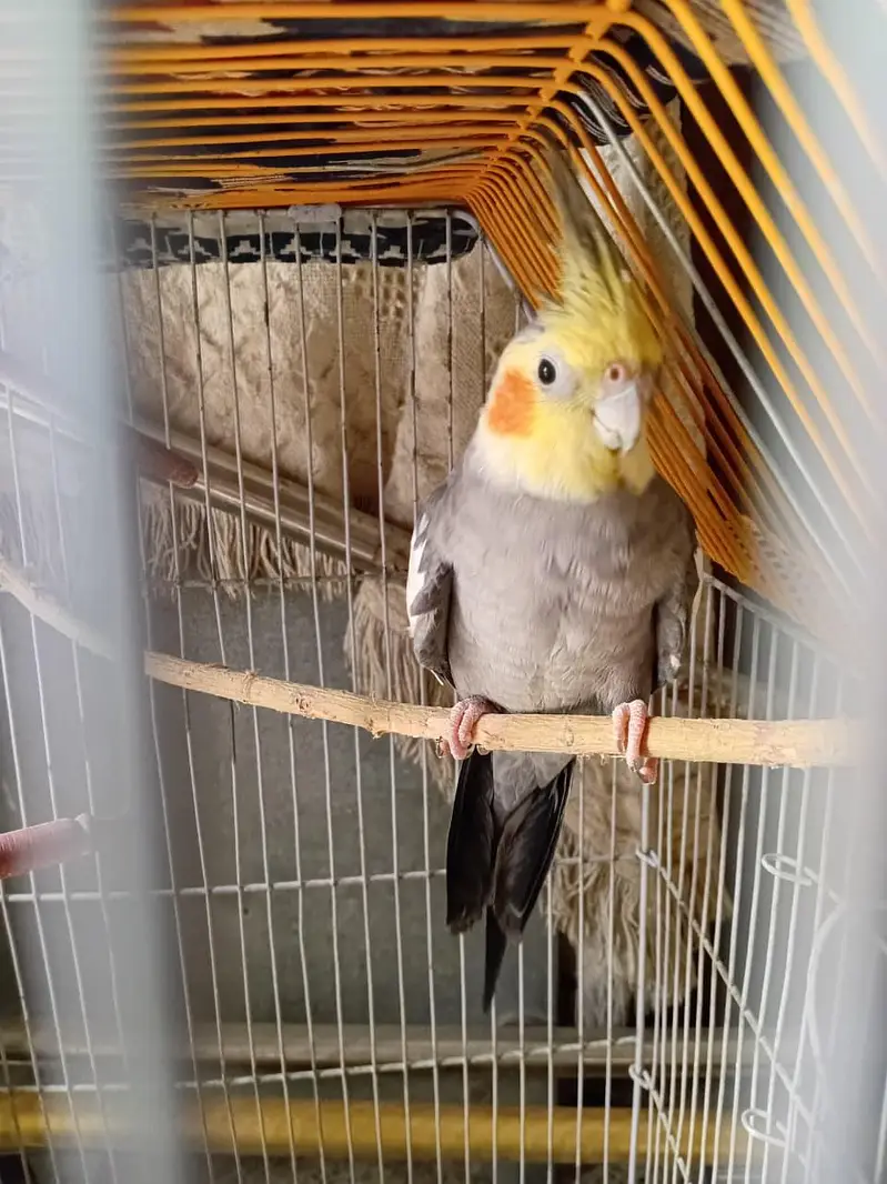 Grey Pied Cockatiel Pair with Cage for Sale – Karachi — photo 2