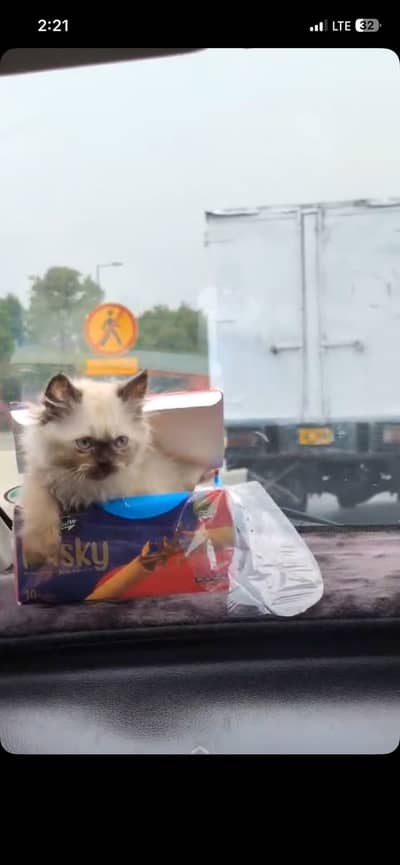 Himaliyan cat for sale, 2 months old