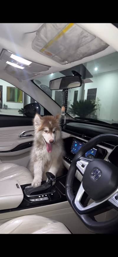 Siberian husky dog for sale best quality wolly coat