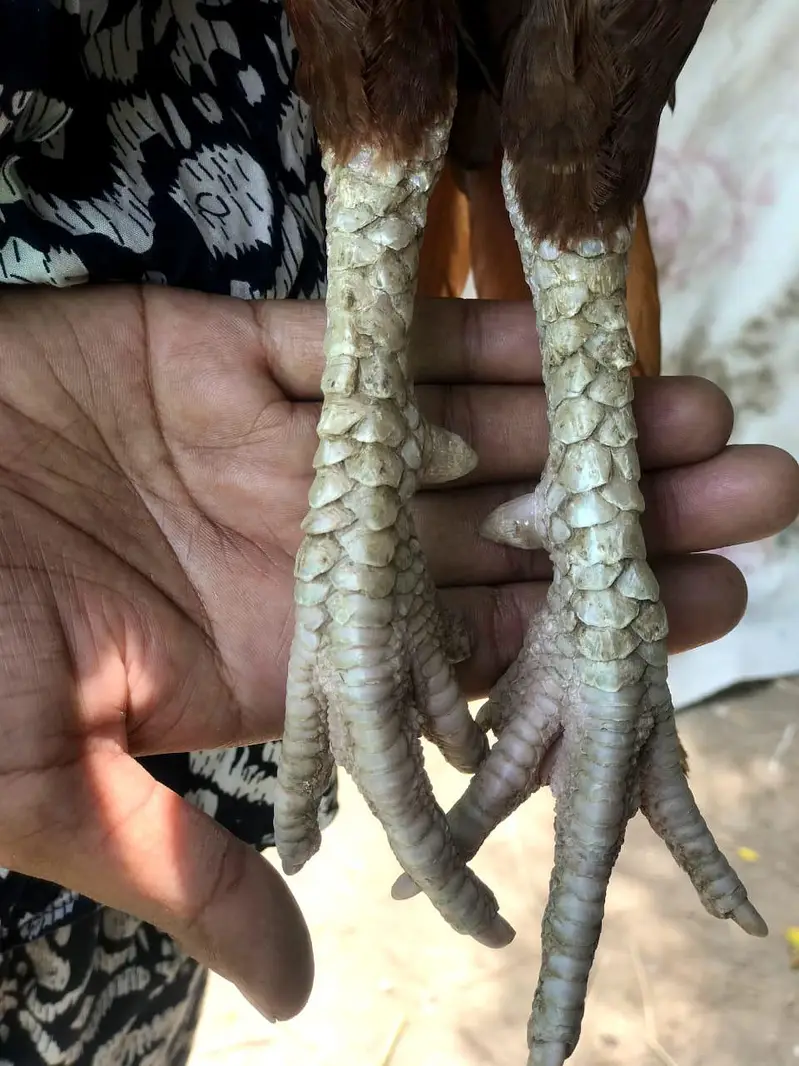 Aseel Mianwali for sale only for 9499 — photo 3
