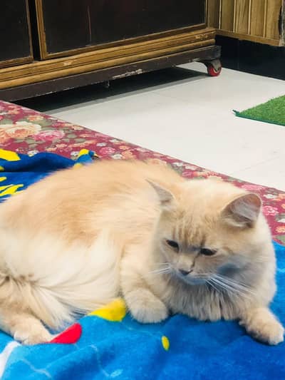 Cream Persian Mix Cat For Sale - Litter Trained - Healthy*