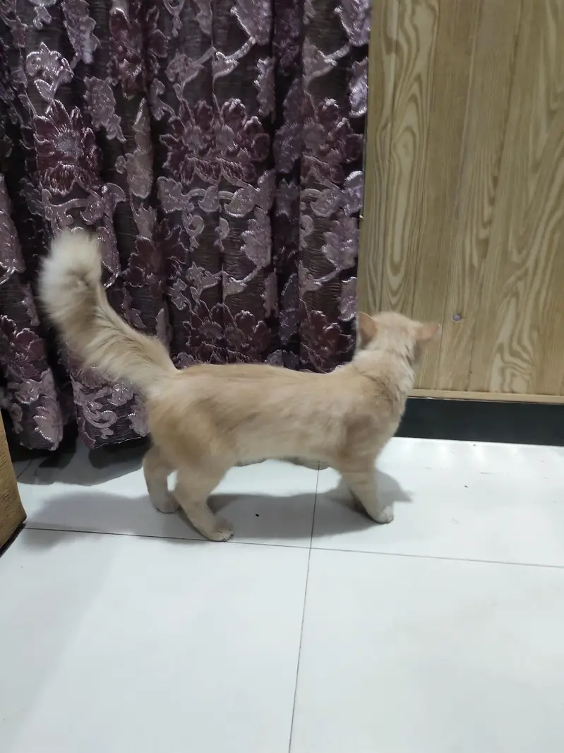 Cream Persian Mix Cat For Sale - Litter Trained - Healthy* — photo 2