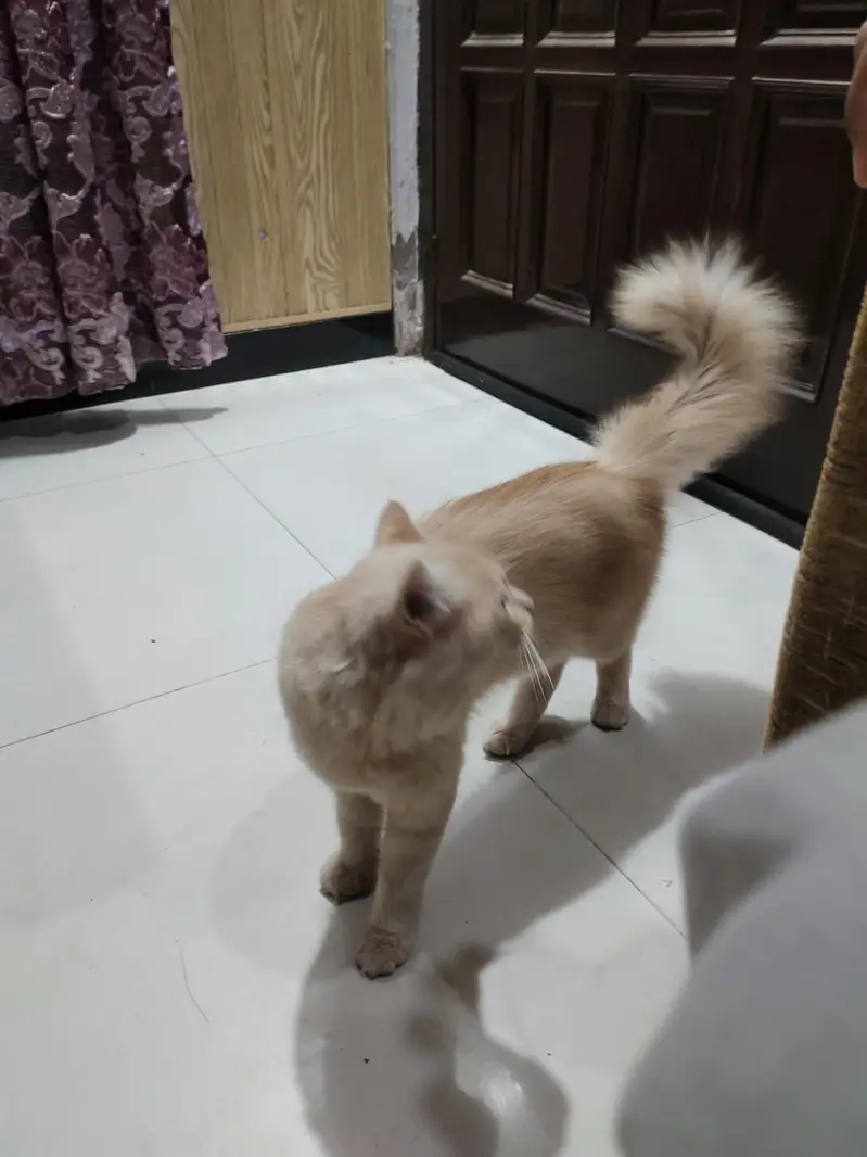 Cream Persian Mix Cat For Sale - Litter Trained - Healthy* — photo 3