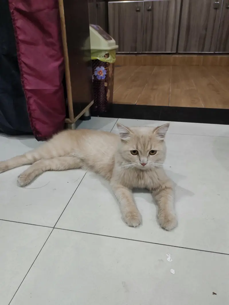 Cream Persian Mix Cat For Sale - Litter Trained - Healthy* — photo 4