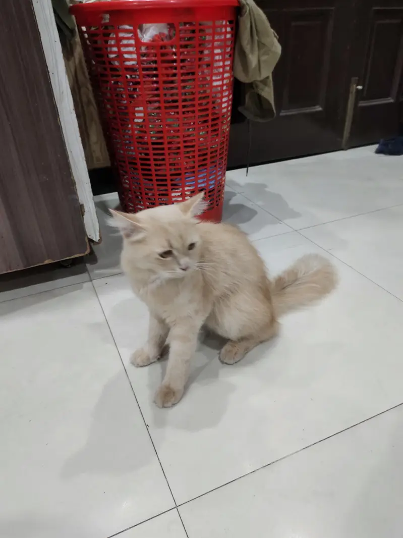Cream Persian Mix Cat For Sale - Litter Trained - Healthy* — photo 5