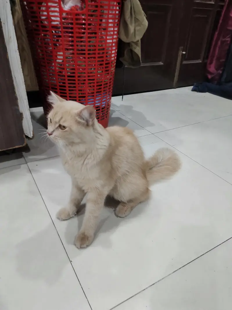 Cream Persian Mix Cat For Sale - Litter Trained - Healthy* — photo 6