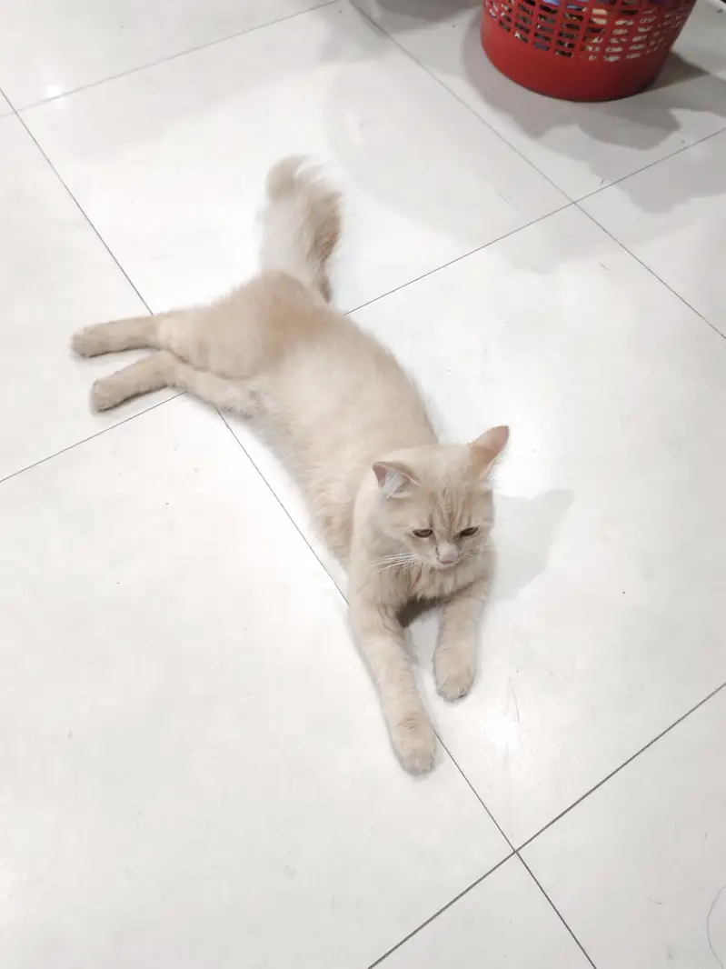 Cream Persian Mix Cat For Sale - Litter Trained - Healthy* — photo 7