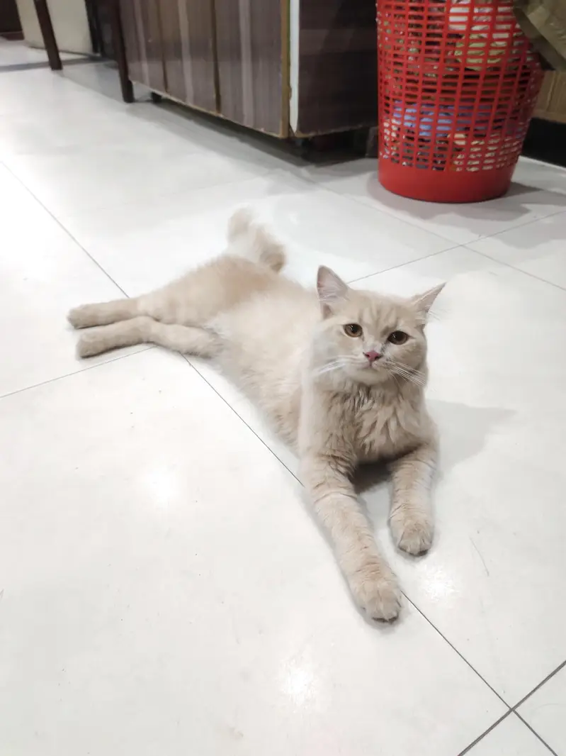 Cream Persian Mix Cat For Sale - Litter Trained - Healthy* — photo 8