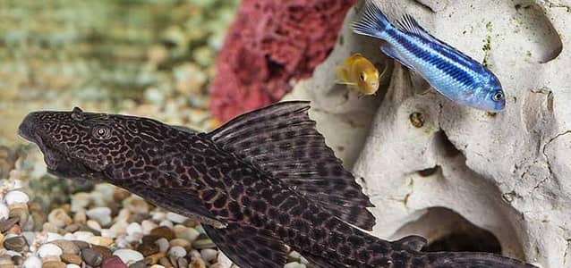 pleco fish pair for sale