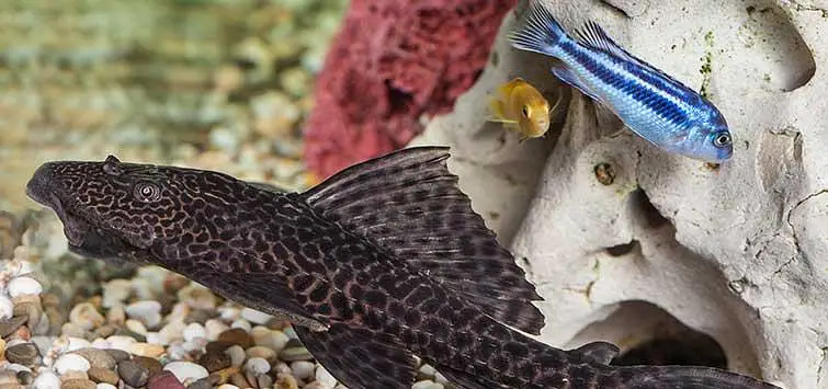 pleco fish pair for sale