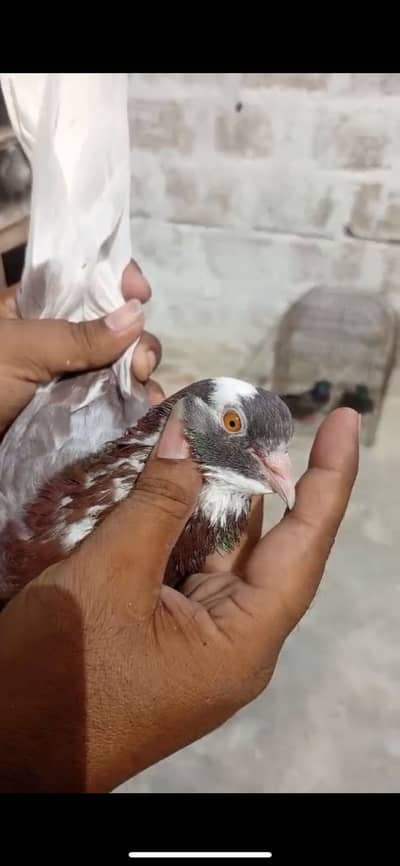 Laal dobaz male