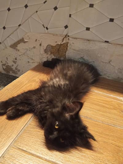 free Persian black cat
