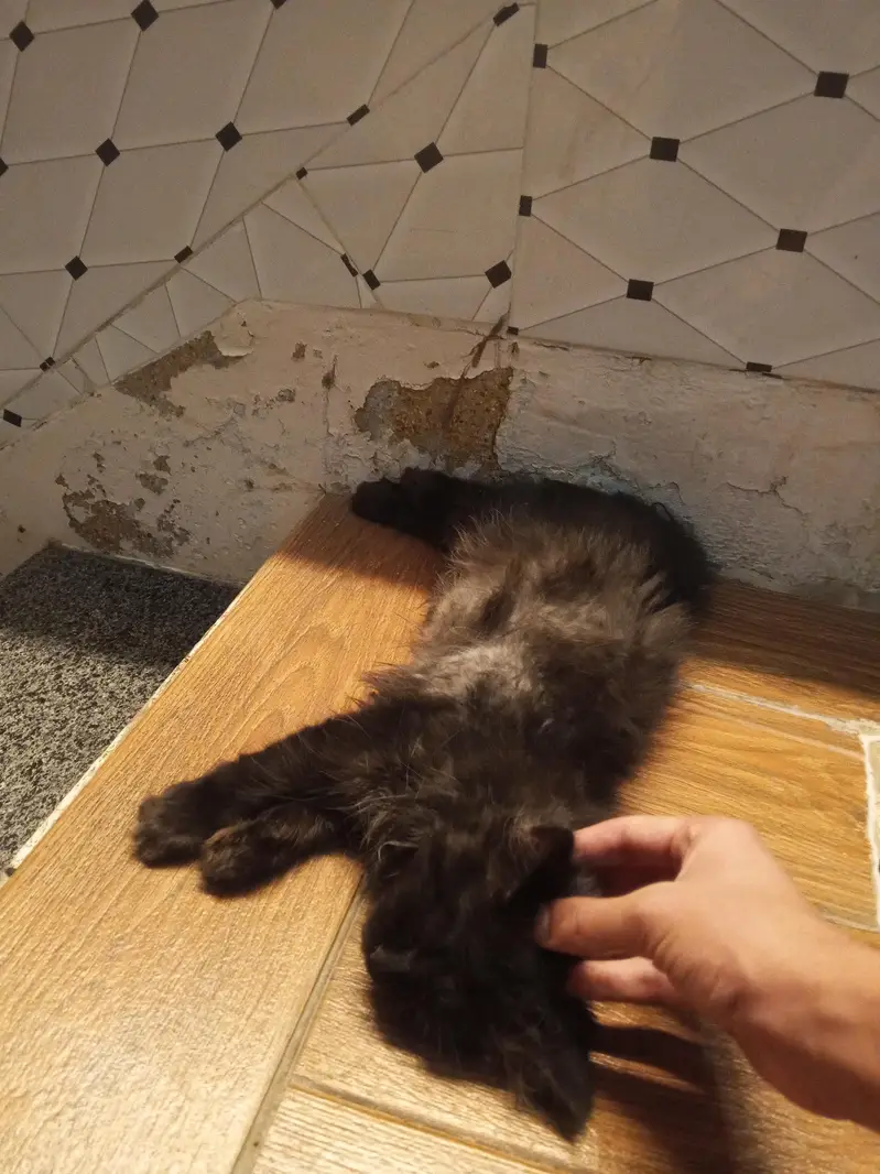 free Persian black cat — photo 2