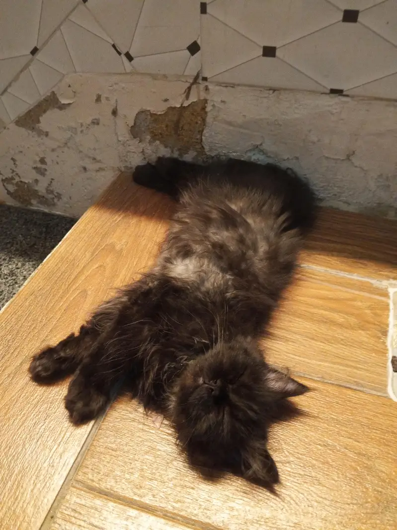 free Persian black cat — photo 3
