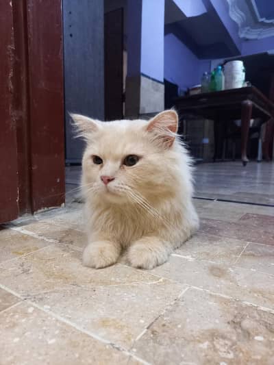 Doll Face Persian Cat Tripple Coated (Urgent Sale)