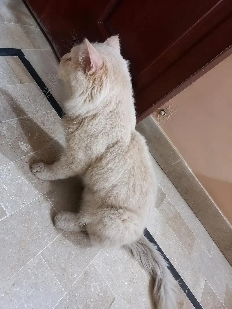 Doll Face Persian Cat Tripple Coated (Urgent Sale) — photo 2