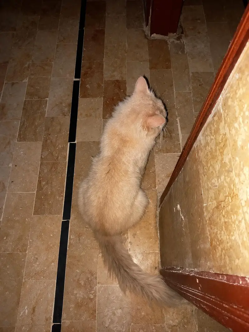 Doll Face Persian Cat Tripple Coated (Urgent Sale) — photo 3