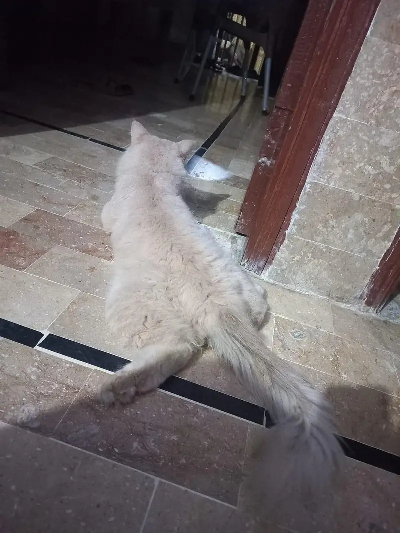 Doll Face Persian Cat Tripple Coated (Urgent Sale) — photo 4