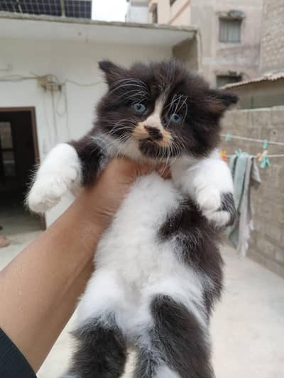 Persian kitten Male female both available