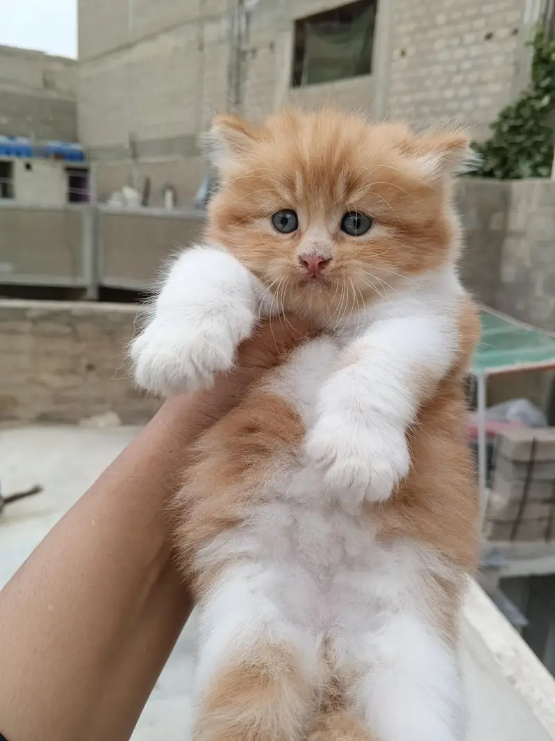 Persian kitten Male female both available — photo 2